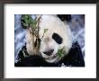 Panda Eating Bamboo In The Wolong Valley At The Sleepy Dragon Nature Reserve, Sichuan, China by Keren Su Limited Edition Print