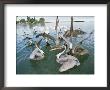 A Flock Of Brown Pelicans In Placida, Florida by Roy Toft Limited Edition Print