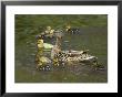 Mother Duck Leading Ducklings On The River In Keukenhof Gardens, Amsterdam, Netherlands by Keren Su Limited Edition Print