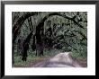 Live Oaks Line A Dirt Road, Cumberland Island, Georgia, Usa by Gavriel Jecan Limited Edition Print