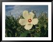 A Close View Of A Delicate Marsh Mallow Flower Being Explored By A Grasshopper by Stephen St. John Limited Edition Print