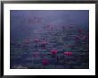 Water Lilies In Pond, Thailand by Inga Spence Limited Edition Print