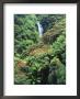 Waterfall In A Tropical Rain Forest, Hawaii, Usa by Christopher Talbot Frank Limited Edition Print
