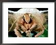 Chinese Oak Silkmoth, Close-Up Of Antennae, Male by Alastair Shay Limited Edition Print