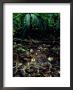 Bushmaster, Rainforest, Costa Rica by Michael Fogden Limited Edition Print