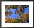 Hardwood Forest With Maple Trees In Autumn, Usa by Mark Hamblin Limited Edition Print