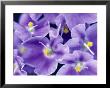 Graphic Flower, Saintpaulia (African Violet) (Mauve) by Rex Butcher Limited Edition Pricing Art Print