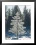 Douglas Fir, With Frost, Usa by Stan Osolinski Limited Edition Pricing Art Print