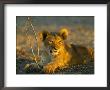 Lion Cub Playing With Young Mopane Tree, Northern Tuli Game Reserve, Botswana by Roger De La Harpe Limited Edition Print