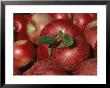 Harvested Apples by Sherwood Hoffman Limited Edition Print