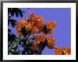 Tulip Tree by Mick Roessler Limited Edition Print