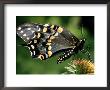 Swallowtail Butterfly by Russell Burden Limited Edition Print