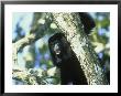 Howler Monkey, Alouatta Species, Belize, Central America by Alan And Sandy Carey Limited Edition Print
