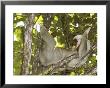 Two-Toed Sloth, Costa Rica by David M. Dennis Limited Edition Print