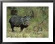 Collared Peccary(Javelina), Tayassu Tajacu, Texas by Alan And Sandy Carey Limited Edition Pricing Art Print