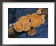 A Common Split Gill Mushroom by Darlyne A. Murawski Limited Edition Print