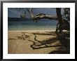 A Tangle Of Tree Limbs Create Shadows On A Dominican Republic Beach by Raul Touzon Limited Edition Print