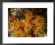 Close View Of Orange Cup Coral by Wolcott Henry Limited Edition Print