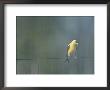 A Male American Goldfinch Perched On A Fence by Taylor S. Kennedy Limited Edition Pricing Art Print