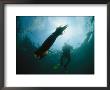 Diver Swimming Near A Giant Or Humboldt Squid by Brian J. Skerry Limited Edition Pricing Art Print