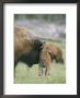 A Female Bison Stands Patiently As Her Young Calf Plays With Her Horns by Tom Murphy Limited Edition Print