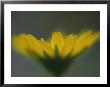 Close View Of An Alaska Arnica Blossom by Joel Sartore Limited Edition Print