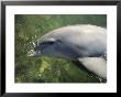 A Bottlenose Dolphin, Tursiops Truncatus, Prepares To Submerge by Bill Curtsinger Limited Edition Print