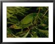 Close-Up Of A Jacksons Chameleon by Chris Johns Limited Edition Print