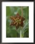 Fritillary Lily, Close View by Norbert Rosing Limited Edition Print