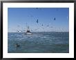 A Fishing Boat Attracts Flocks Of Sea Birds by Stephen Alvarez Limited Edition Print