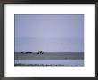 Three Alaskan Brown Bear Cubs Follow Their Mother Across A Desolate Landscape by Roy Toft Limited Edition Pricing Art Print