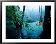 Flooded Forest Floor In Mist, Jasmund National Park, Island Of Ruegen, Germany by Christian Ziegler Limited Edition Print