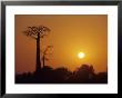Baobab Avenue At Sunset, Madagascar by Daisy Gilardini Limited Edition Print