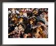 Dolls For Sale In Street Market, Catania, Sicily, Italy by Dallas Stribley Limited Edition Print