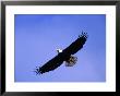 A Bald Eagle (Haliaeetus Leucocephalus) In Flight Near Homer, Alaska, Homer, Usa by Mark Newman Limited Edition Pricing Art Print
