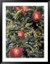 Apple Orchard, Eastern Washington, Usa by John & Lisa Merrill Limited Edition Print