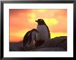 Gentoo Penguin And Chick, Antarctica by Hugh Rose Limited Edition Print