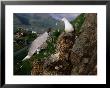 Gulls Nesting In Bird Colony On Small Mountain In The Centre Of Vesteralen Town, Nordland, Norway by Christian Aslund Limited Edition Print