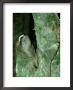 3-Toed Sloth, Bci, Panama by Philip J. Devries Limited Edition Pricing Art Print
