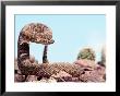 Prairie Rattlesnake (Crotalus Viriduis) by Gary Mcvicker Limited Edition Print
