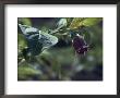 Atropa Belladonna Deadly Nightshade by Vaughan Fleming Limited Edition Print