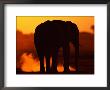 African Elephant Silhouetted At Twilight by Beverly Joubert Limited Edition Print
