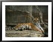 A Siberian Tiger Rests In Her Outdoor Enclosure by Joel Sartore Limited Edition Print