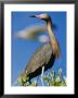 A Reddish Egret On The Galapogos Islands by Steve Winter Limited Edition Pricing Art Print