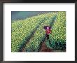 Chinese Woman Walking In Field Of Rapeseed Near Ping' An Village, Li River, China by Howie Garber Limited Edition Print