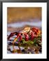 Sally Lightfoot Crabs, Puerto Egas, Galapagos Islands National Park, Ecuador by Stuart Westmoreland Limited Edition Print