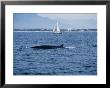 Brydes Whale, Female Arching Back Puerto Vallarta by Gerard Soury Limited Edition Print