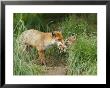 Red Fox, Parent Delivering Food To Cub, Sussex, Uk by Elliott Neep Limited Edition Print