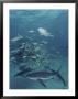 Caribbean Reef Sharks And Other Fish Swarm Around A Piece Of Bait by Brian J. Skerry Limited Edition Print