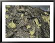 New Growth Starts To Sprout Forth From A Hardened Lava Flow by Annie Griffiths Belt Limited Edition Print